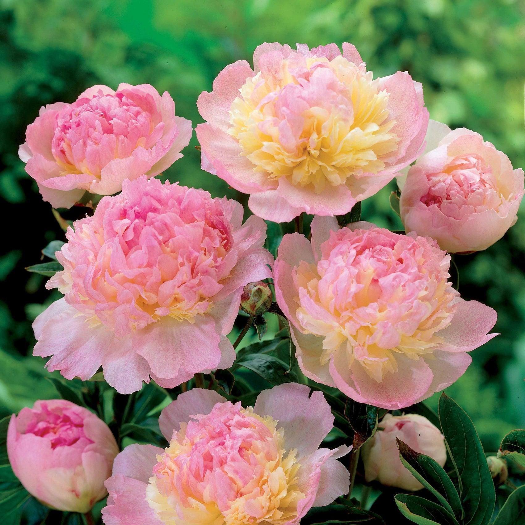 G391 Paeonia X Lactiflora Raspberry Sundae - View 13 from www redcrocus com