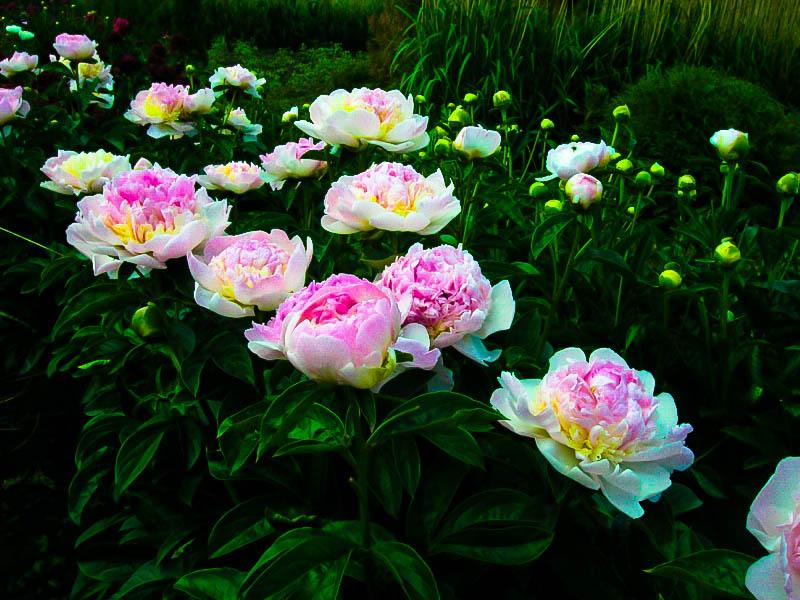 G391 Paeonia X Lactiflora Raspberry Sundae - View 15 from www redcrocus com