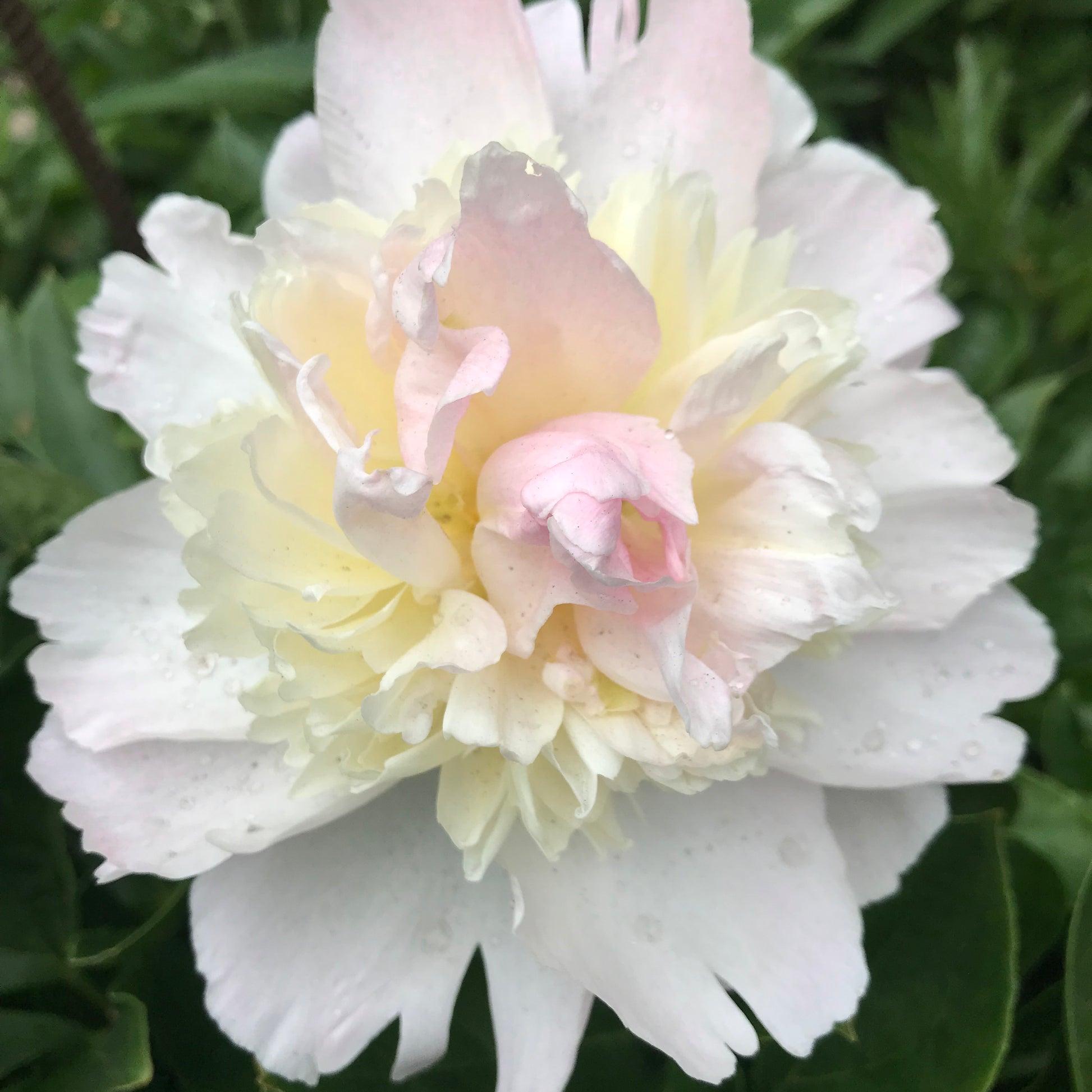 G391 Paeonia X Lactiflora Raspberry Sundae - View 16 from www redcrocus com