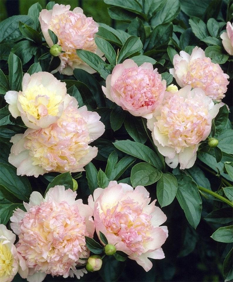 G391 Paeonia X Lactiflora Raspberry Sundae - View 2 from www redcrocus com