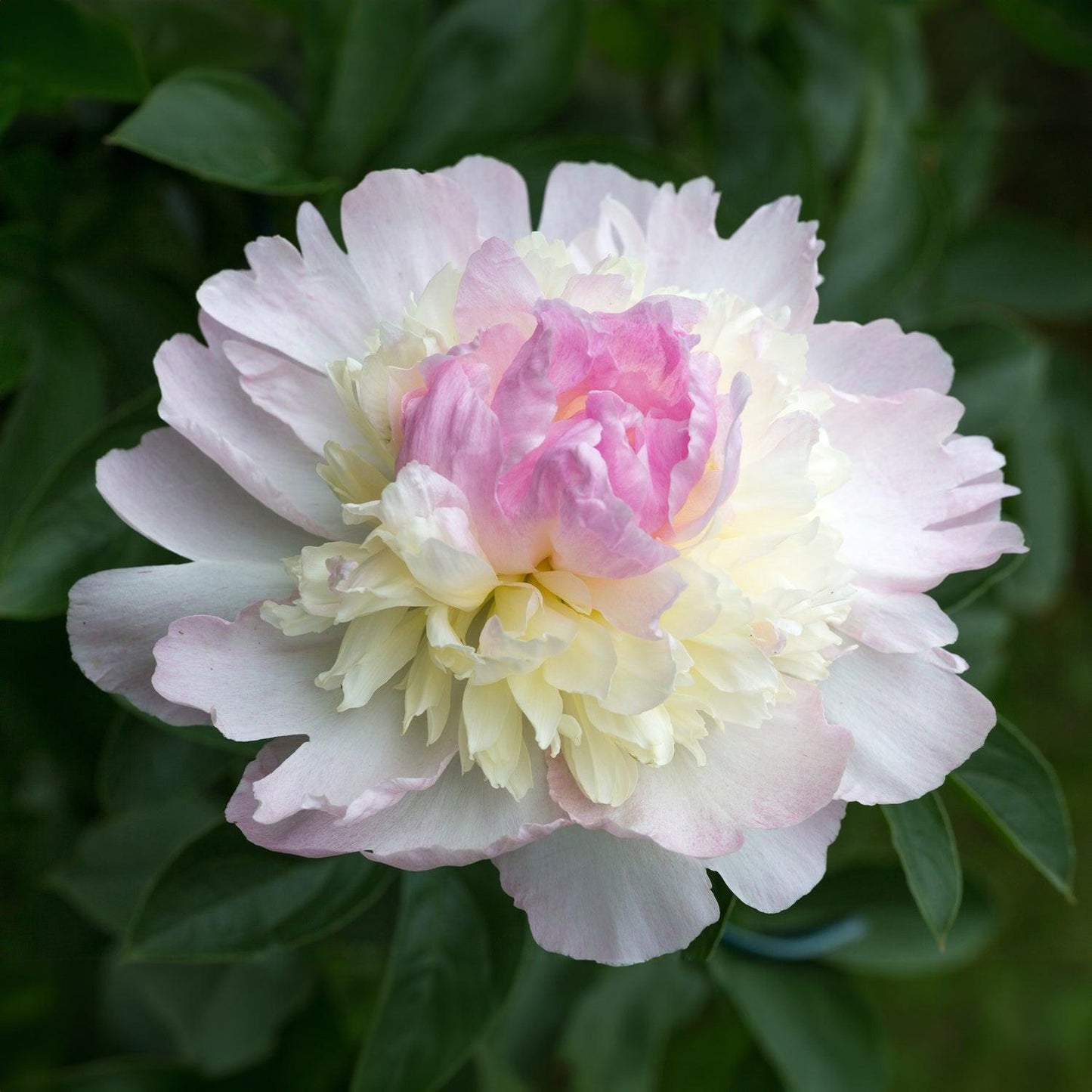 G391 Paeonia X Lactiflora Raspberry Sundae - View 3 from www redcrocus com