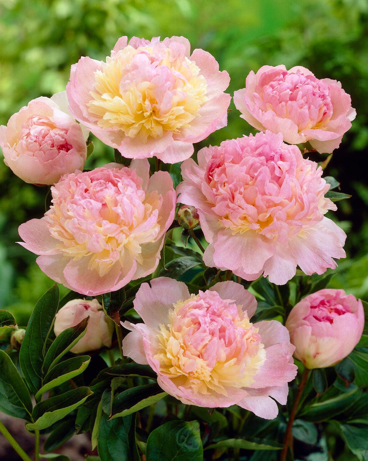 G391 Paeonia X Lactiflora Raspberry Sundae - View 4 from www redcrocus com