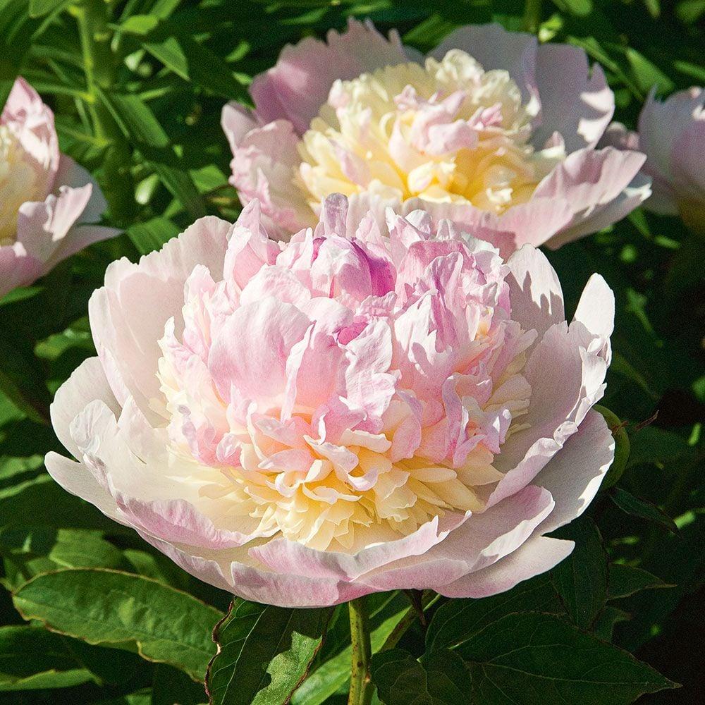 G391 Paeonia X Lactiflora Raspberry Sundae - View 5 from www redcrocus com