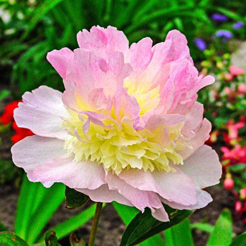 G391 Paeonia X Lactiflora Raspberry Sundae - View 6 from www redcrocus com