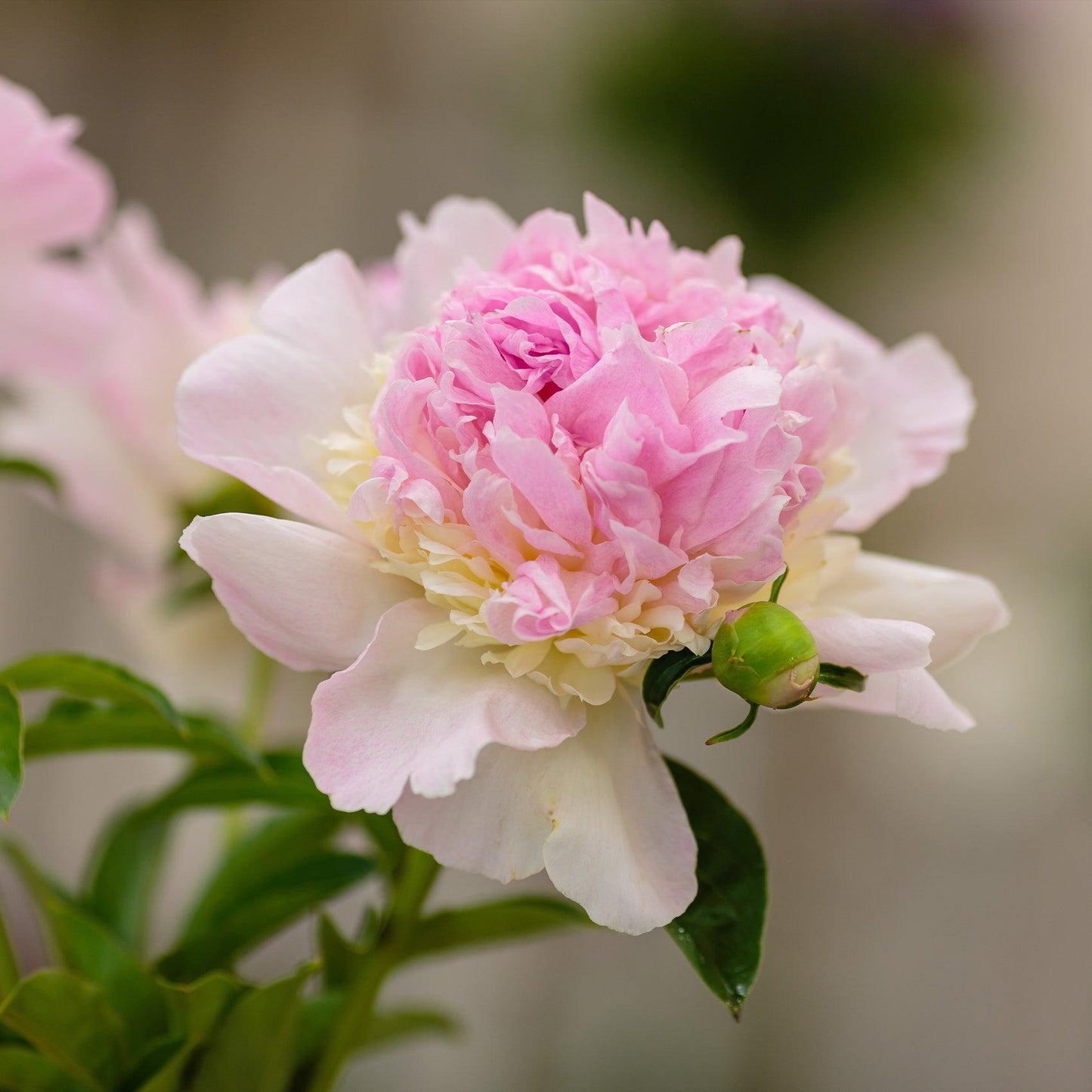 G391 Paeonia X Lactiflora Raspberry Sundae - View 7 from www redcrocus com