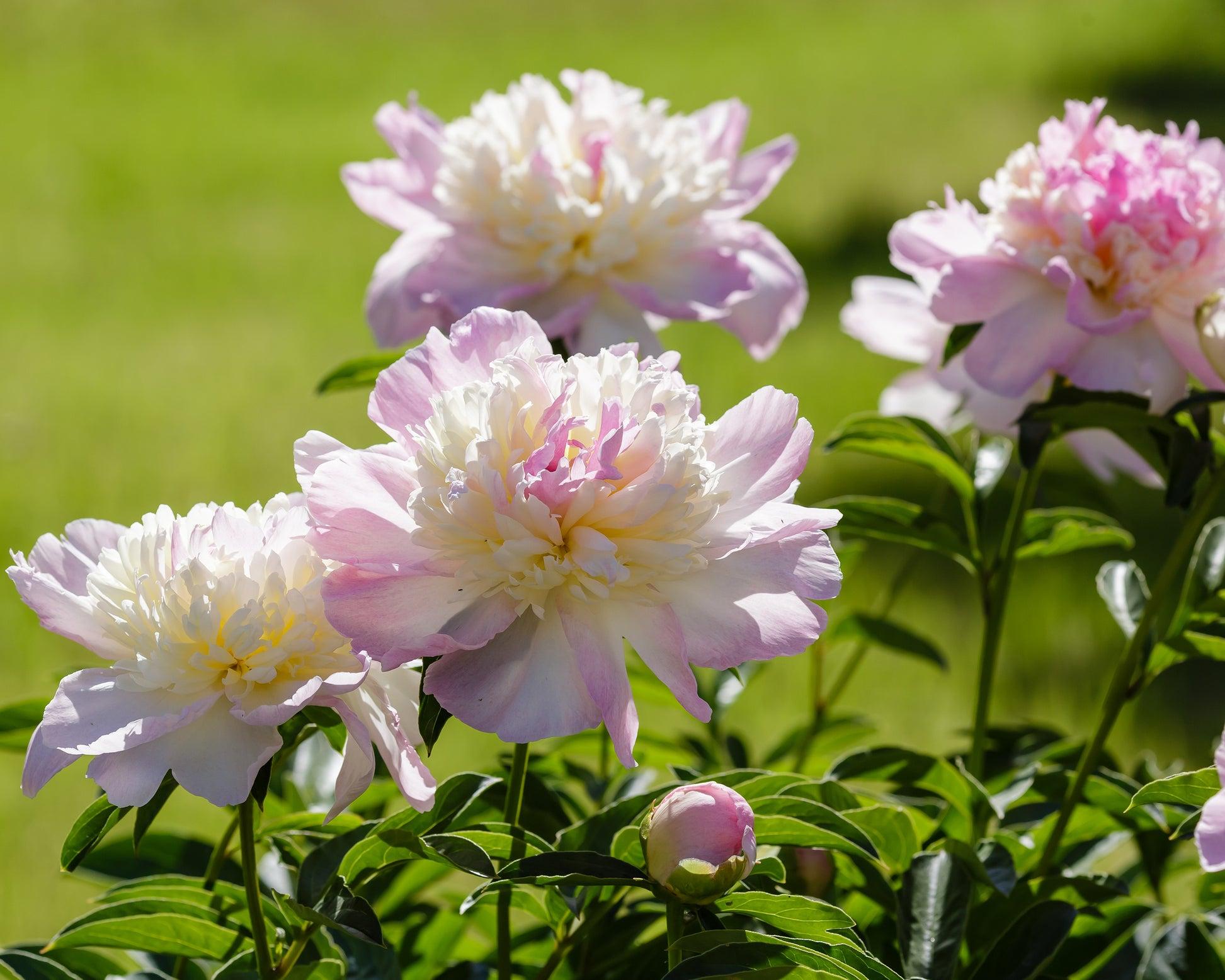 G391 Paeonia X Lactiflora Raspberry Sundae - View 8 from www redcrocus com