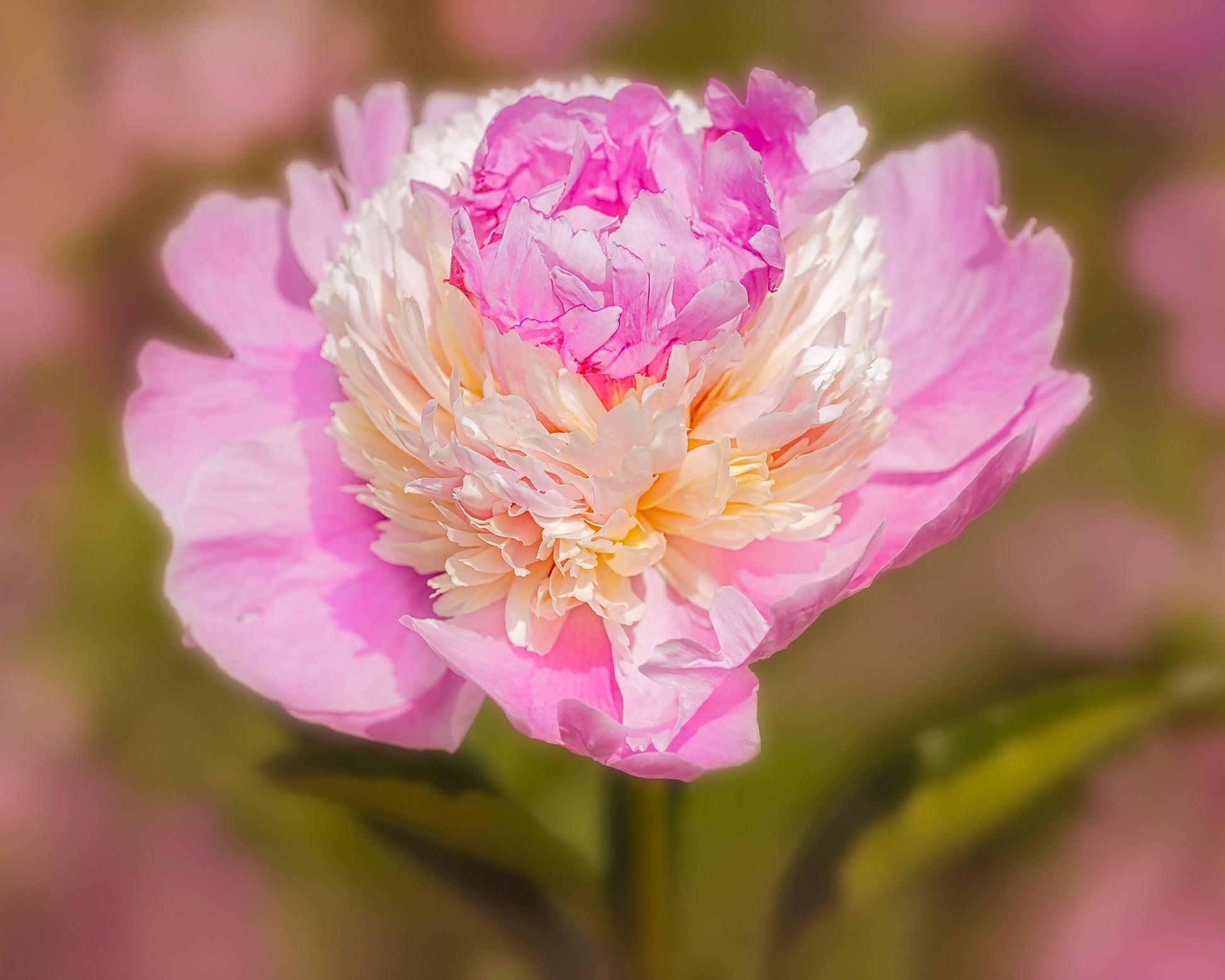 G391 Paeonia X Lactiflora Raspberry Sundae - View 9 from www redcrocus com