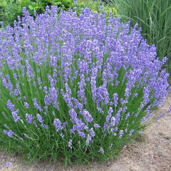 G394 Lavandula X Intermedia 'phenomenal' - View 10 from www redcrocus com