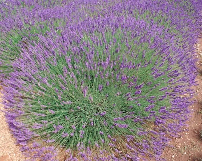 G394 Lavandula X Intermedia 'phenomenal' - View 11 from www redcrocus com