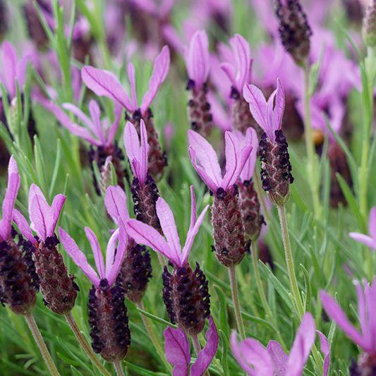 G394 Lavandula X Intermedia 'phenomenal' - View 12 from www redcrocus com