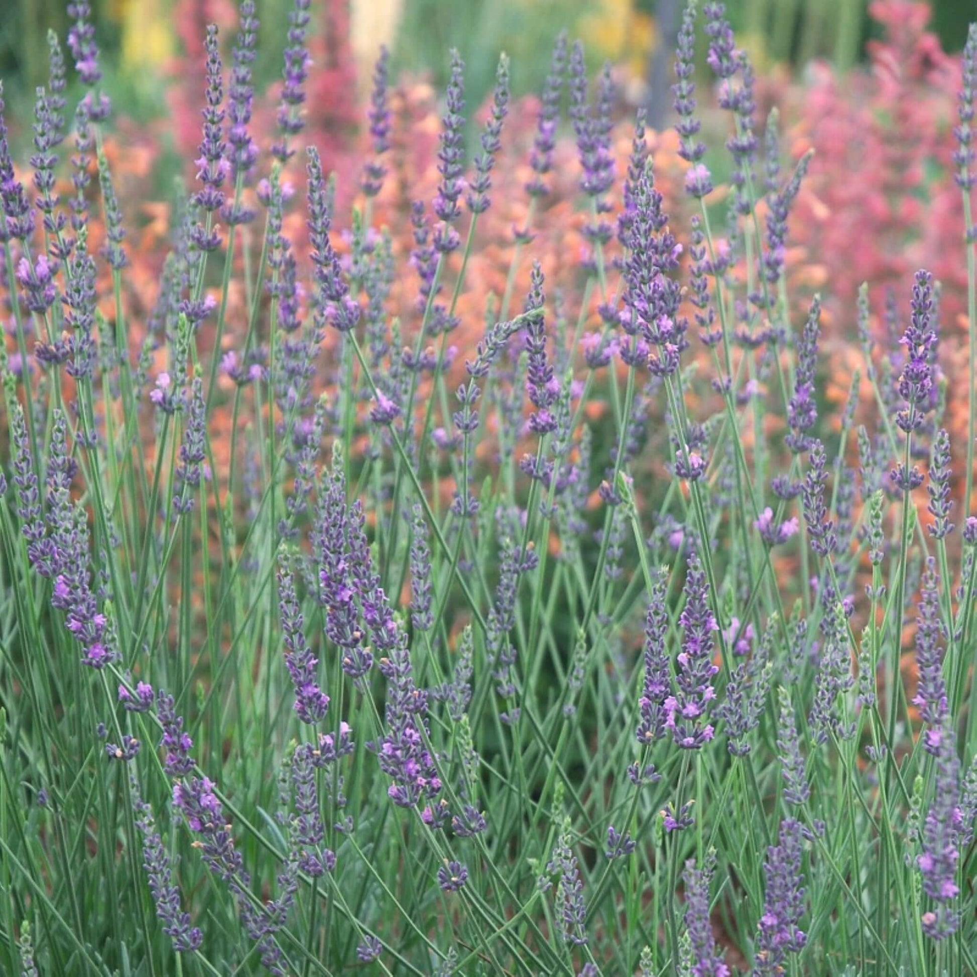 G394 Lavandula X Intermedia 'phenomenal' - View 13 from www redcrocus com
