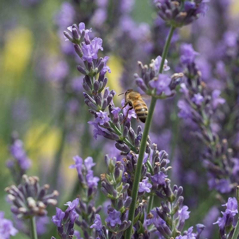 G394 Lavandula X Intermedia 'phenomenal' - View 15 from www redcrocus com