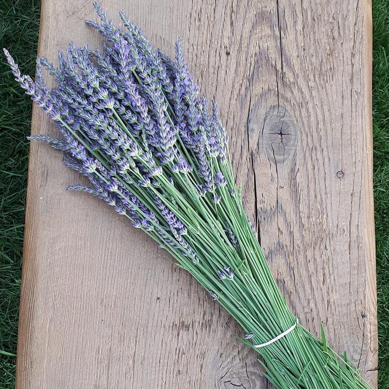 G394 Lavandula X Intermedia 'phenomenal' - View 18 from www redcrocus com