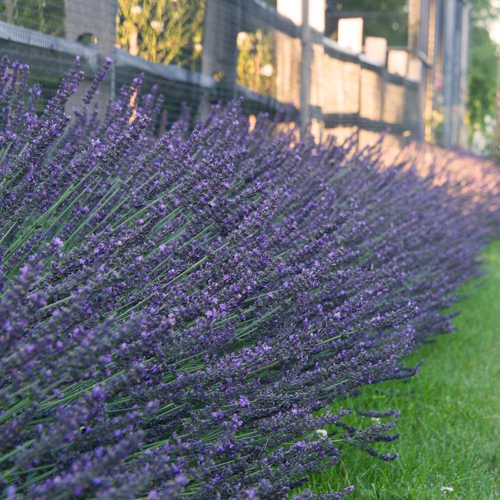 G394 Lavandula X Intermedia 'phenomenal' - View 6 from www redcrocus com