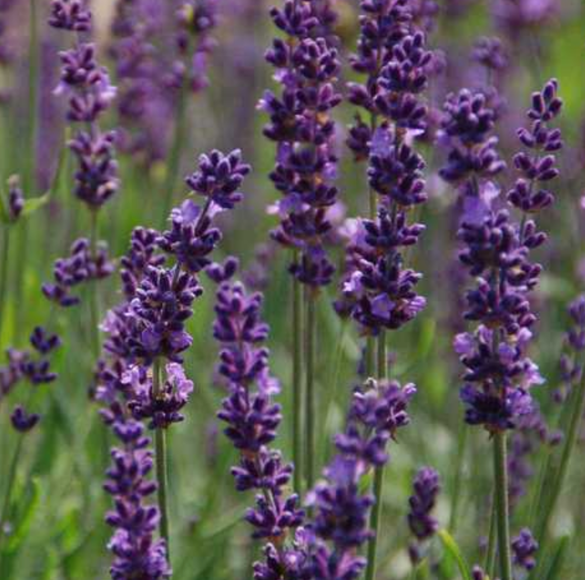 G394 Lavandula X Intermedia 'phenomenal' - View 8 from www redcrocus com