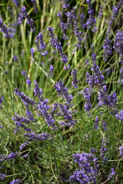 G394 Lavandula X Intermedia 'phenomenal' - View 9 from www redcrocus com