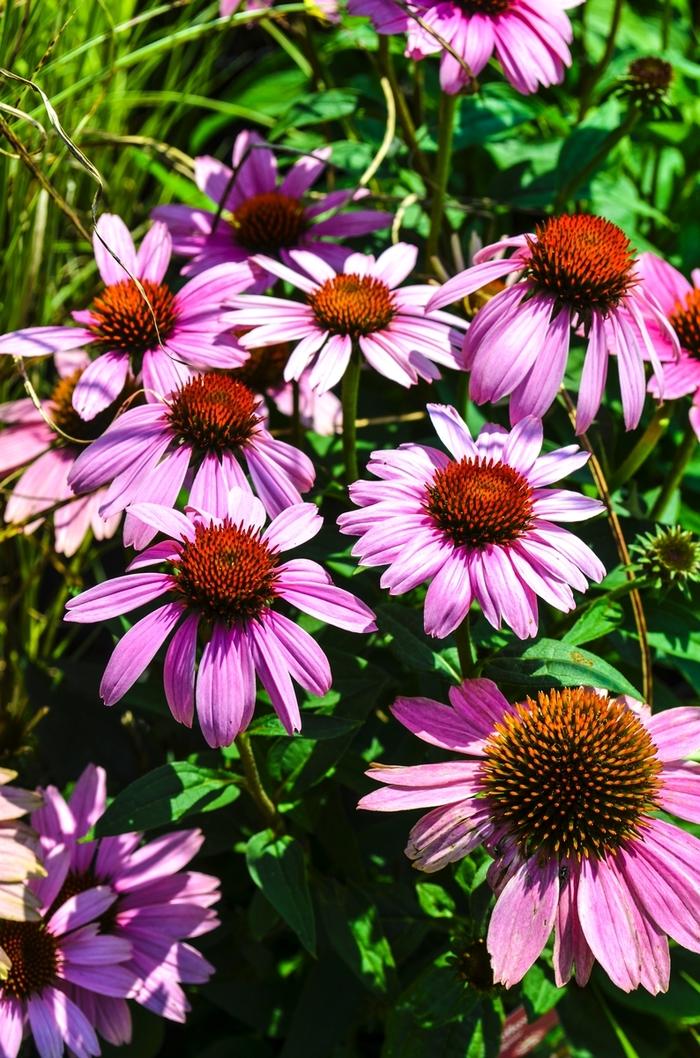 G397 Echinacea Purpurea 'magnus' - View 10 from www redcrocus com