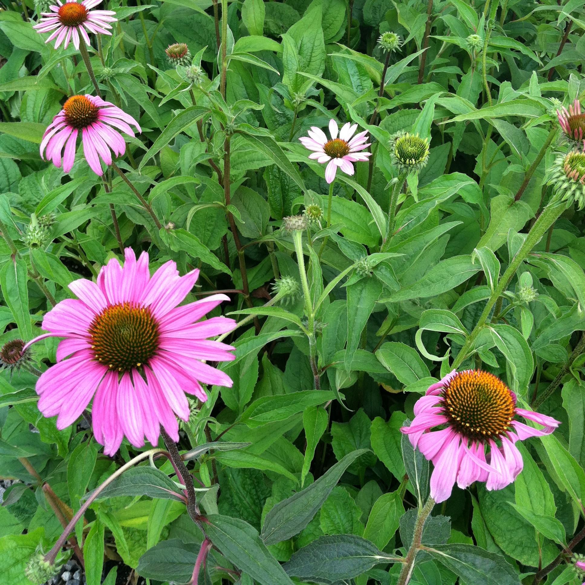 G397 Echinacea Purpurea 'magnus' - View 12 from www redcrocus com