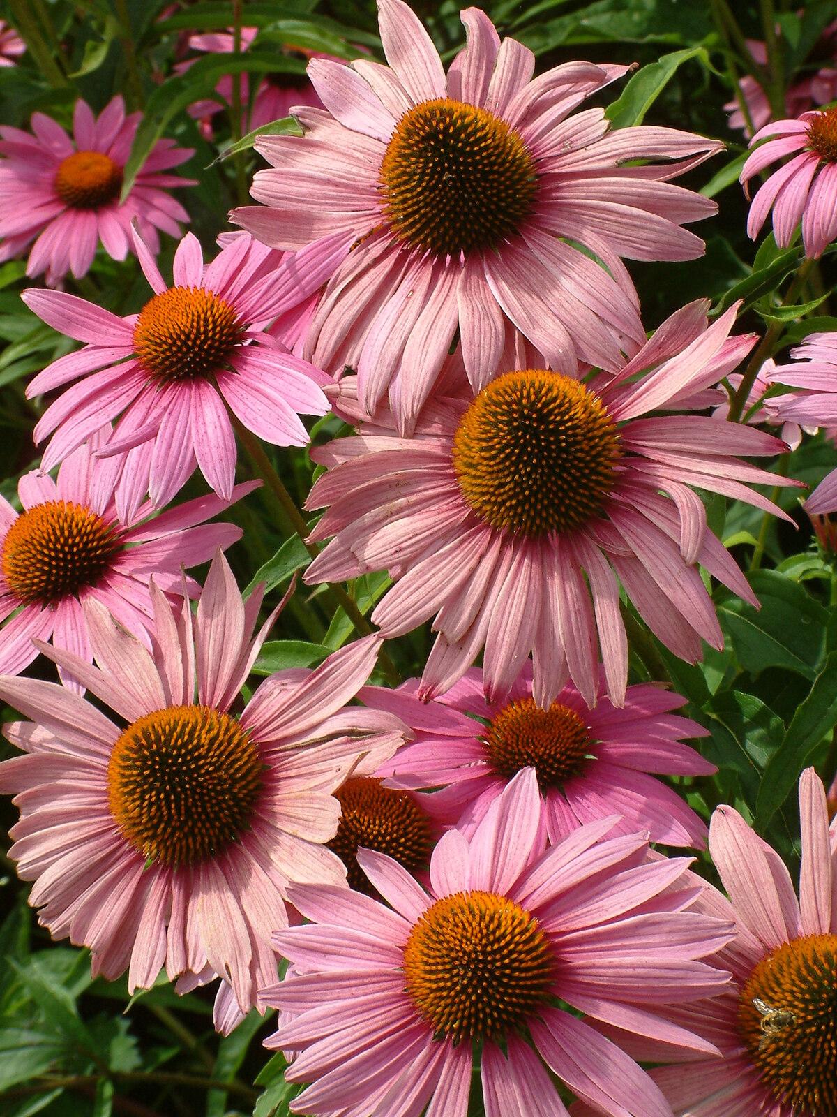 G397 Echinacea Purpurea 'magnus' - View 13 from www redcrocus com