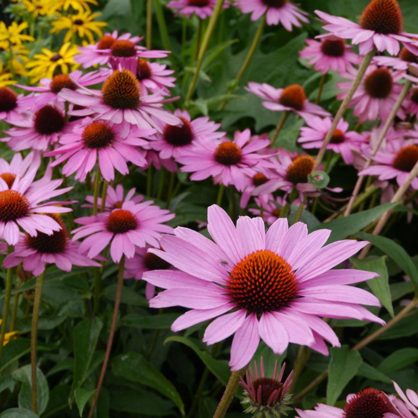 G397 Echinacea Purpurea 'magnus' - View 16 from www redcrocus com