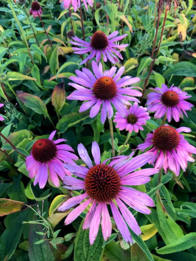 G397 Echinacea Purpurea 'magnus' - View 18 from www redcrocus com