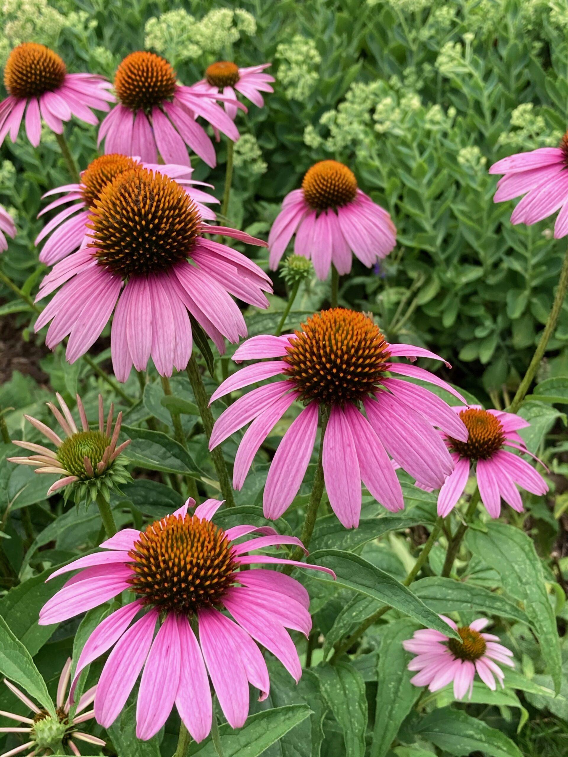 G397 Echinacea Purpurea 'magnus' - View 1 from www redcrocus com