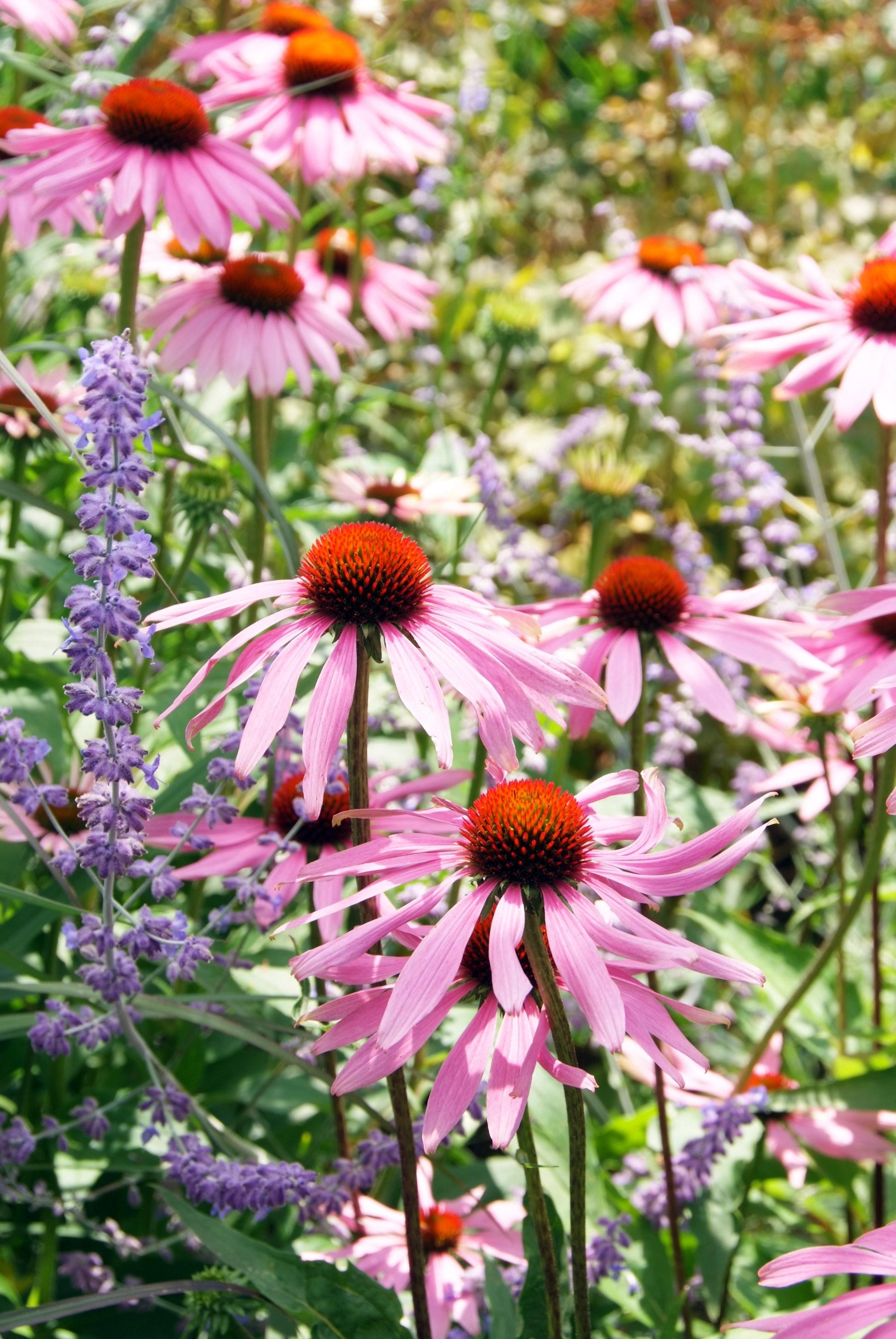 G397 Echinacea Purpurea 'magnus' - View 20 from www redcrocus com