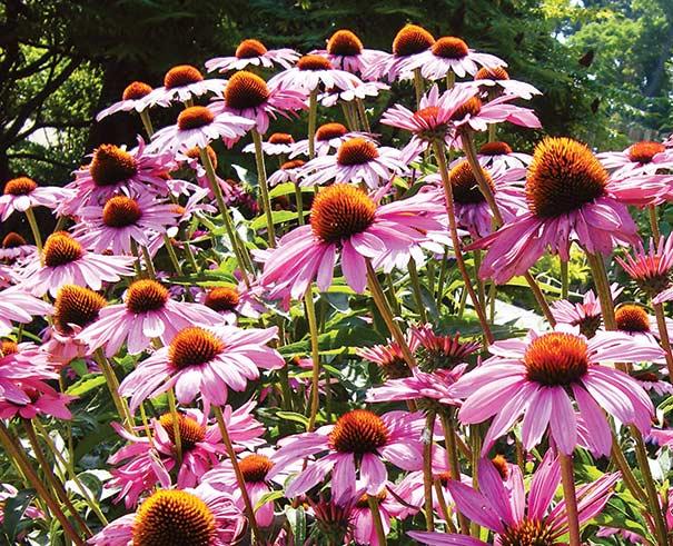 G397 Echinacea Purpurea 'magnus' - View 22 from www redcrocus com