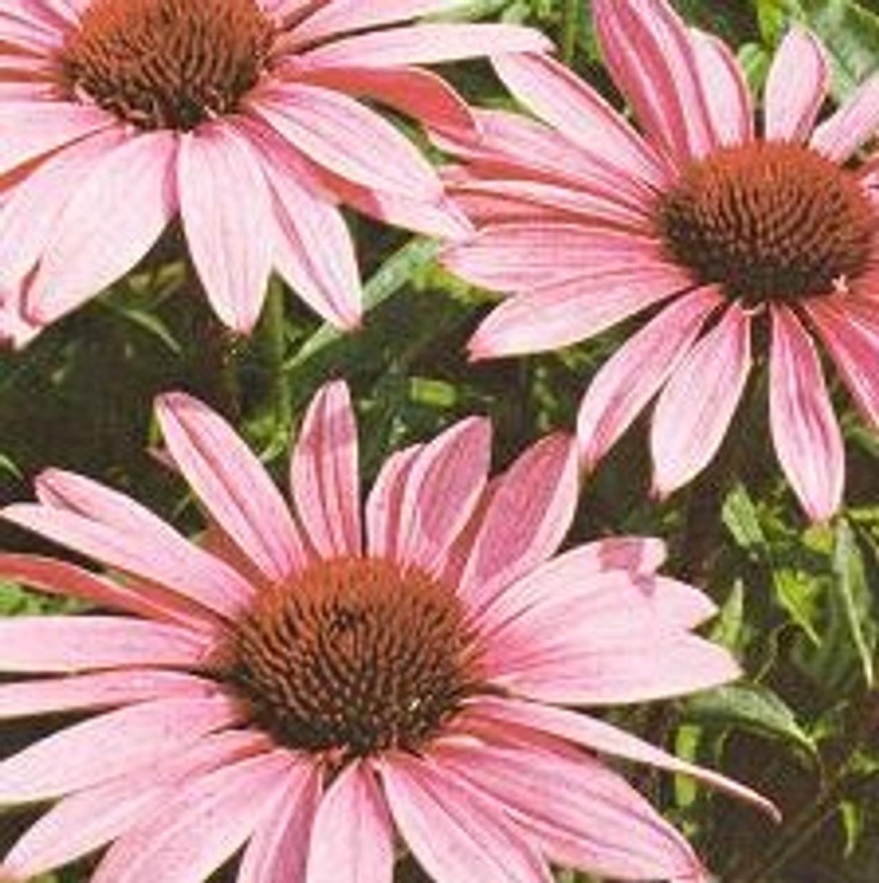 G397 Echinacea Purpurea 'magnus' - View 24 from www redcrocus com