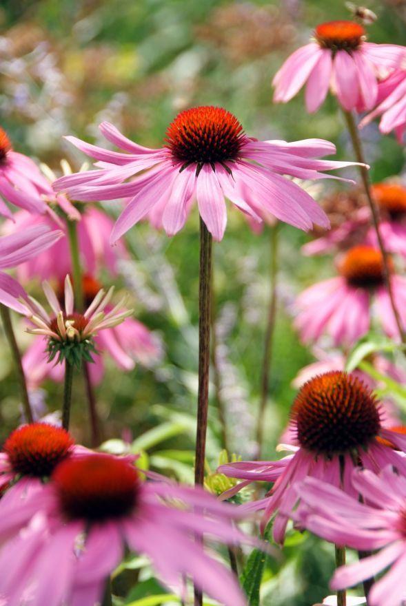 G397 Echinacea Purpurea 'magnus' - View 25 from www redcrocus com