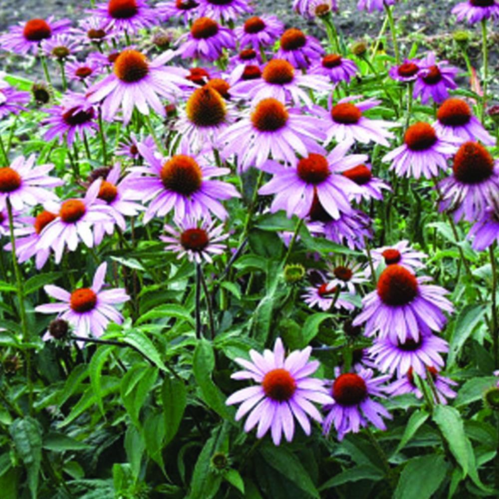 G397 Echinacea Purpurea 'magnus' - View 26 from www redcrocus com