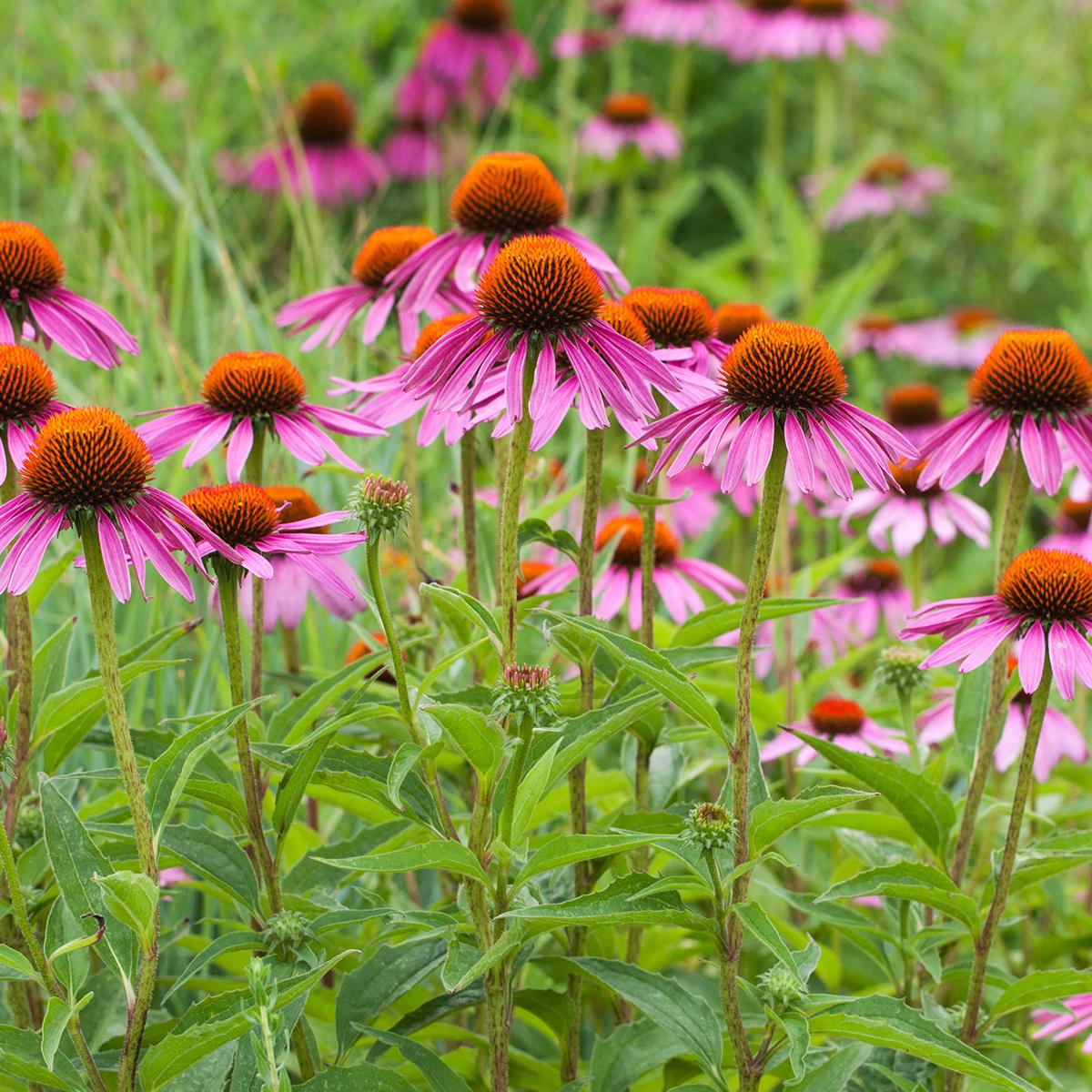 G397 Echinacea Purpurea 'magnus' - View 27 from www redcrocus com