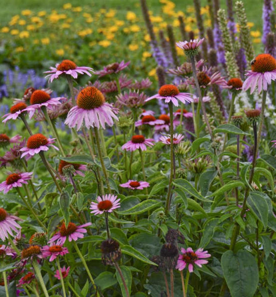 G397 Echinacea Purpurea 'magnus' - View 28 from www redcrocus com