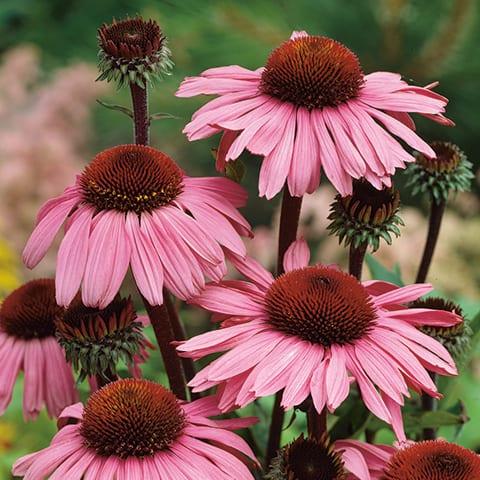 G397 Echinacea Purpurea 'magnus' - View 29 from www redcrocus com