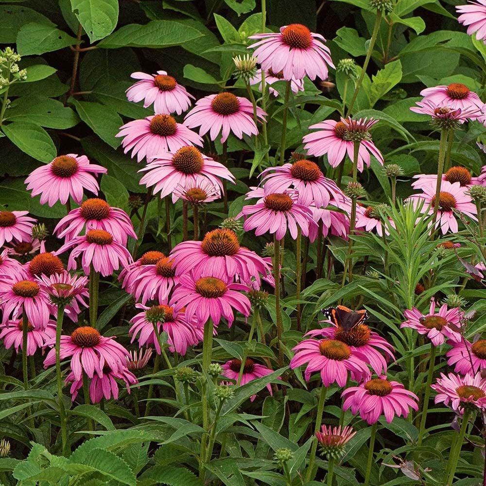 G397 Echinacea Purpurea 'magnus' - View 2 from www redcrocus com