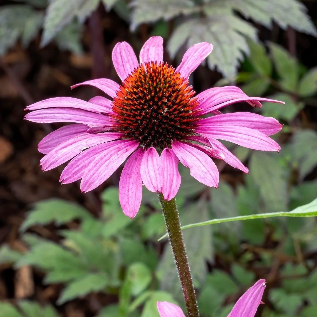 G397 Echinacea Purpurea 'magnus' - View 30 from www redcrocus com
