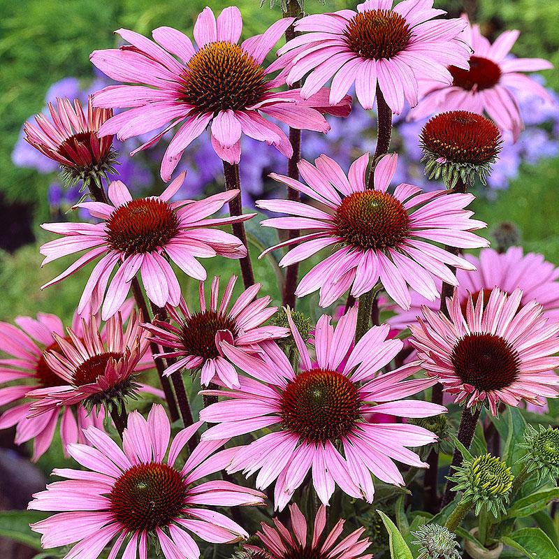 G397 Echinacea Purpurea 'magnus' - View 31 from www redcrocus com