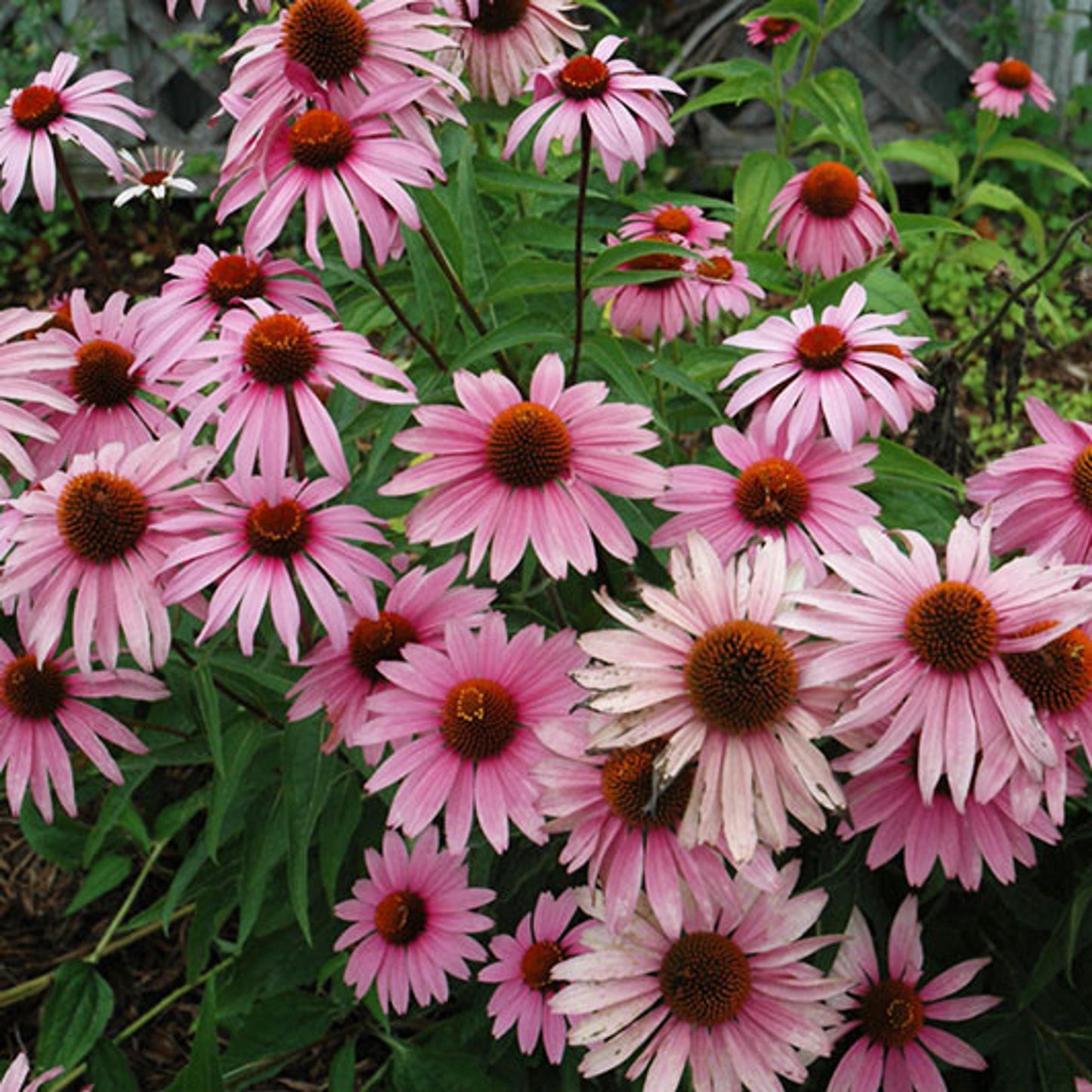 G397 Echinacea Purpurea 'magnus' - View 33 from www redcrocus com