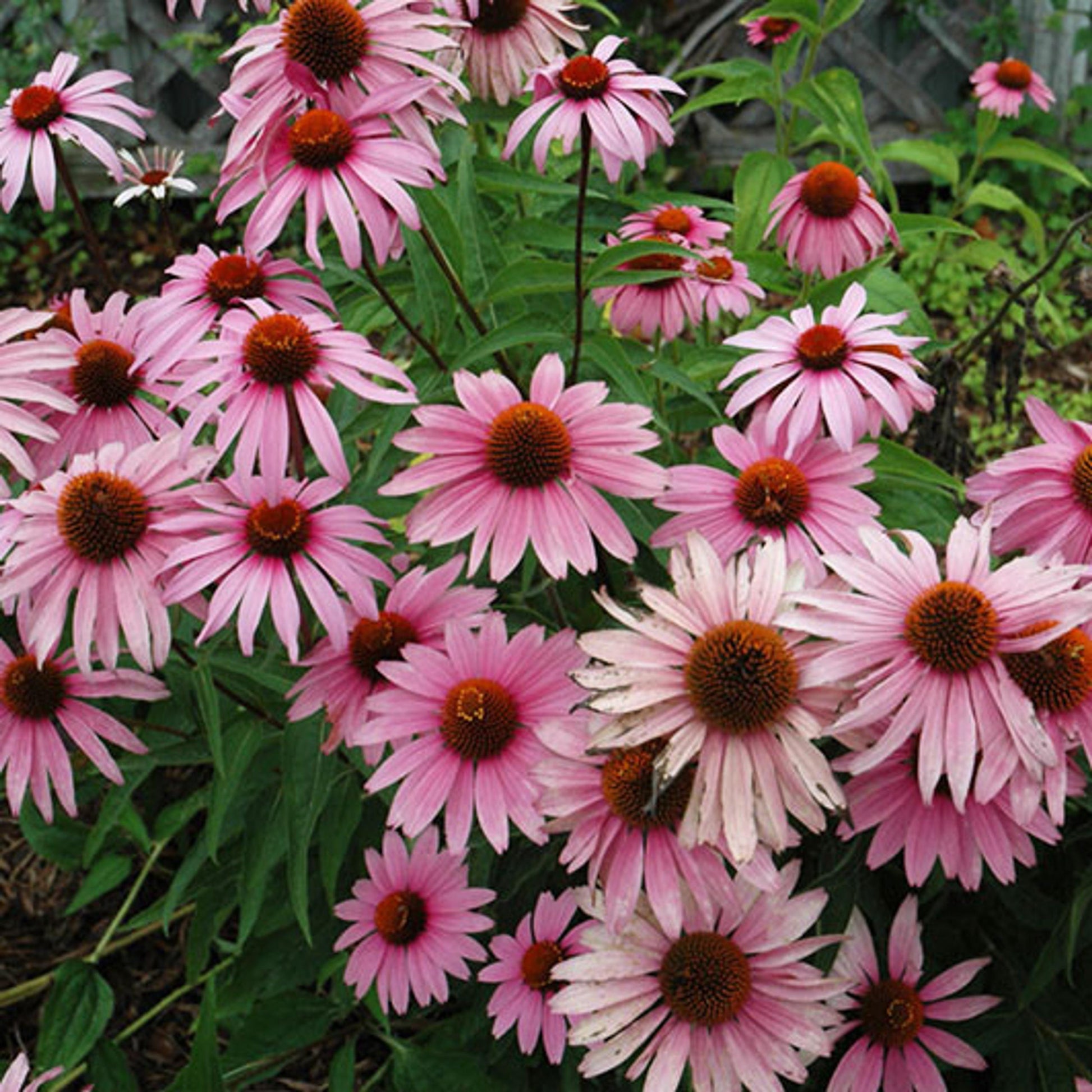 G397 Echinacea Purpurea 'magnus' - View 33 from www redcrocus com
