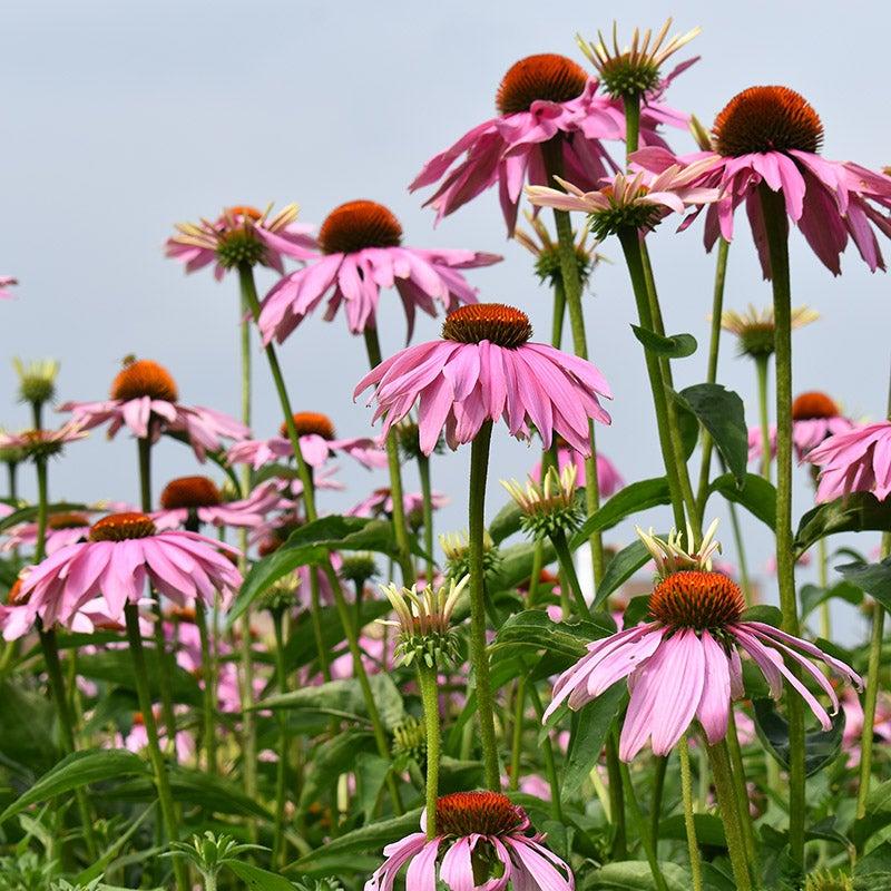 G397 Echinacea Purpurea 'magnus' - View 35 from www redcrocus com