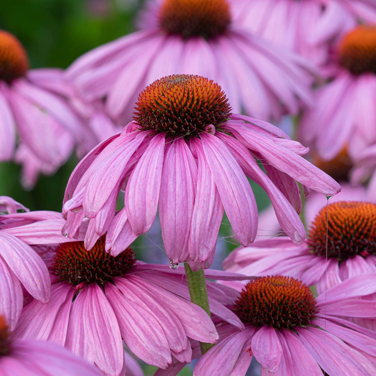 G397 Echinacea Purpurea 'magnus' - View 36 from www redcrocus com