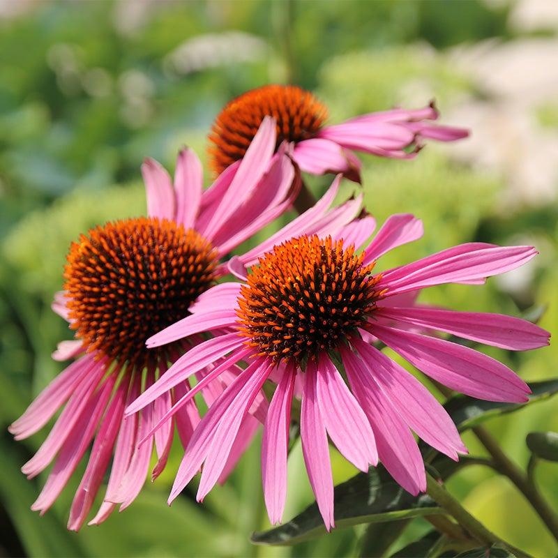 G397 Echinacea Purpurea 'magnus' - View 37 from www redcrocus com