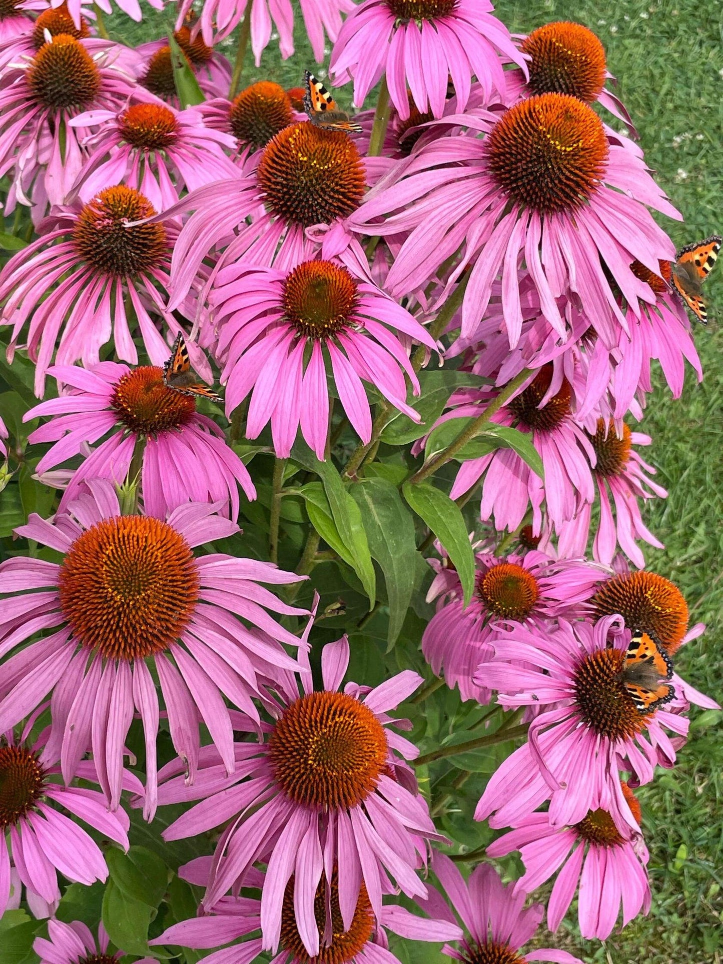 G397 Echinacea Purpurea 'magnus' - View 39 from www redcrocus com