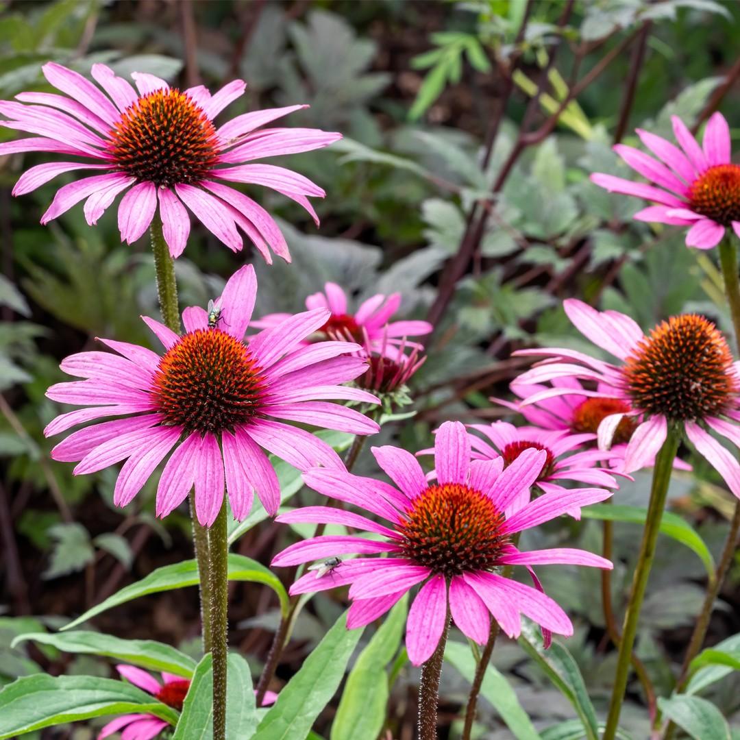 G397 Echinacea Purpurea 'magnus' - View 3 from www redcrocus com