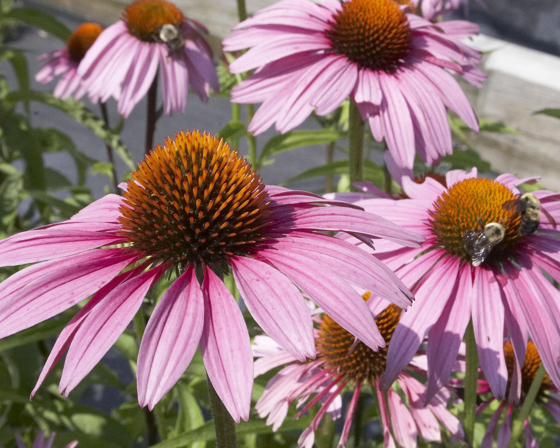 G397 Echinacea Purpurea 'magnus' - View 4 from www redcrocus com