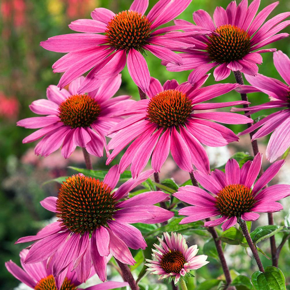 G397 Echinacea Purpurea 'magnus' - View 5 from www redcrocus com