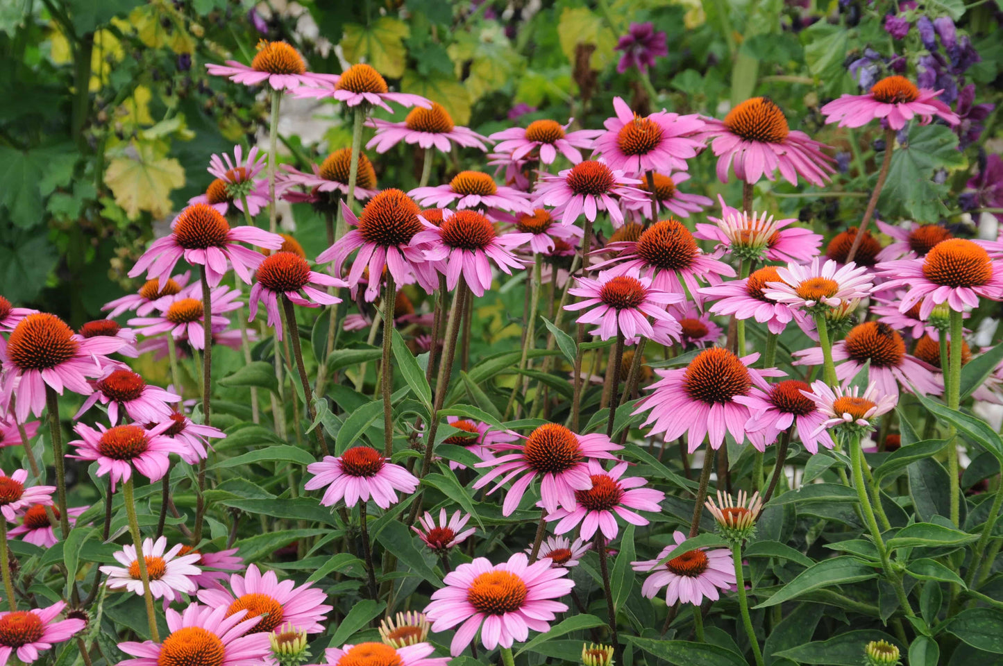 G397 Echinacea Purpurea 'magnus' - View 8 from www redcrocus com