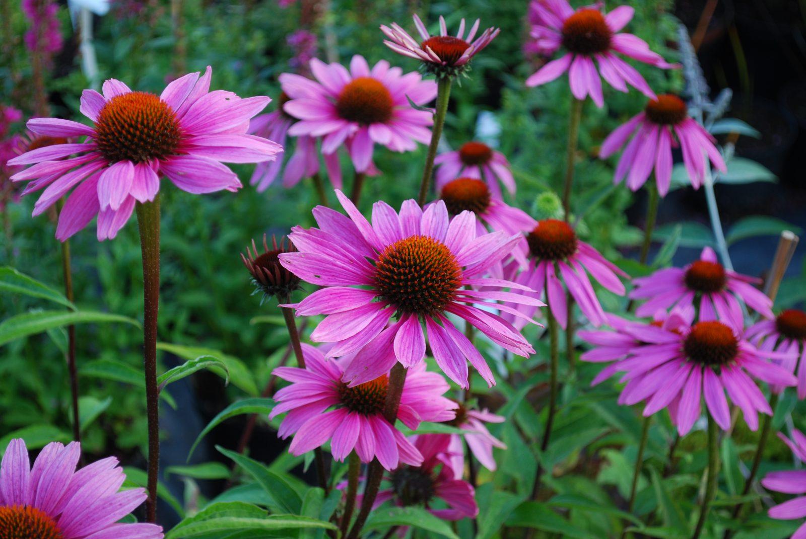 G397 Echinacea Purpurea 'magnus' - View 9 from www redcrocus com