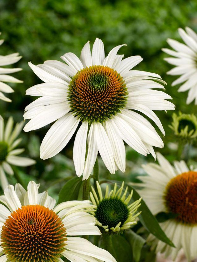 G399 Echinacea Purpurea 'white Swan' - View 12 from www redcrocus com