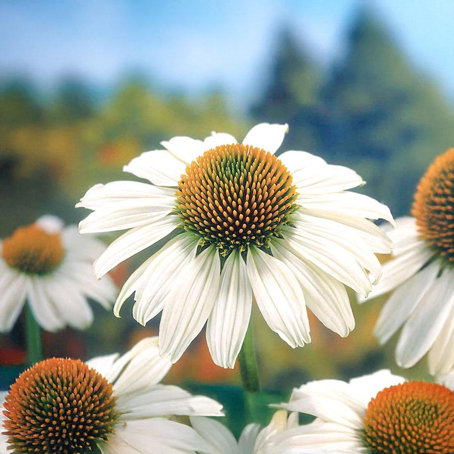 G399 Echinacea Purpurea 'white Swan' - View 13 from www redcrocus com